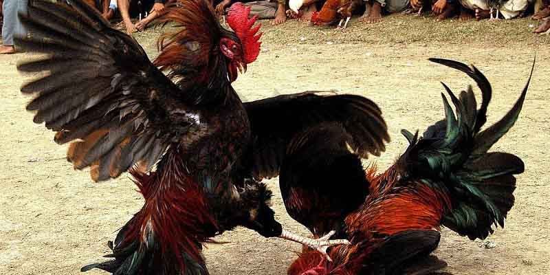 Quy tắc cực kỳ cơ bản khi tham gia chọi gà cựa trọn