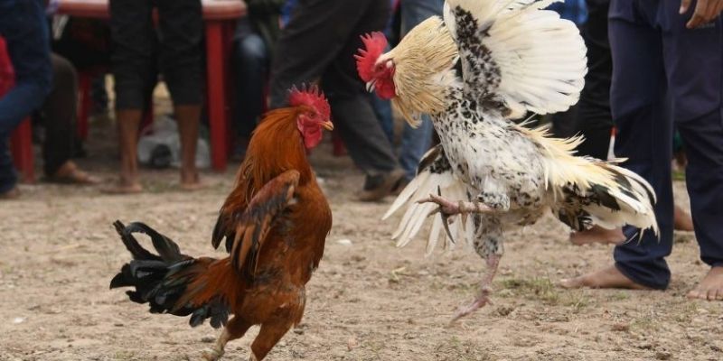 Một số bí kíp giúp bet thủ nuôi chiến kê chọi gà cựa tròn 