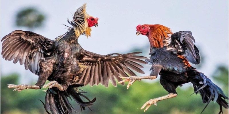 Những bí quyết chọn gà để chọi gà cựa tròn từ các sư kê