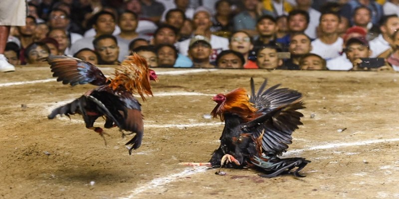 Đá gà đòn - Bộ môn đấu kê truyền thống bùng nổ hiện nay 7 Đá gà đòn xuất hiện từ lâu đời