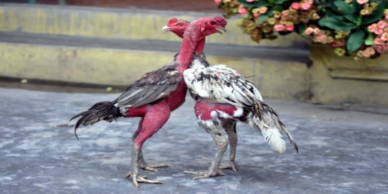 Đá gà đòn - Bộ môn đấu kê truyền thống bùng nổ hiện nay 9 Loại hình đấu gà đòn có quy định rõ ràng